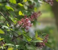 Syringa microphylla 'Superba' - Sering 'Superba' - bloei in april