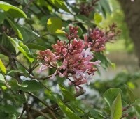 Syringa microphylla 'Superba' - Sering 'Superba' - april