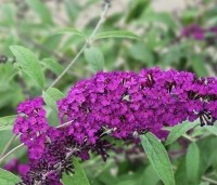 Buddleja davidii 'Royal Red' - Vlinderstruik 'Royal Red' - 2