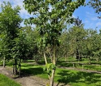 Idesia polycarpa - Oranjekers - 1