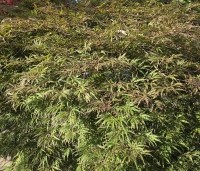 Acer palmatum 'Shigure bato' - Japanse esdoorn 'Shigure bato' - 1