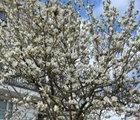 Magnolia soulangeana 'Alba Superba' - Magnolia 'Alba Superba' - 3