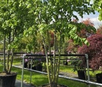 Tilia x europaea 'Pallida' - Koningslinde - 3