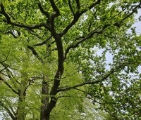 Quercus robur - Zomereik - voorgrond.  daarachter een beuk