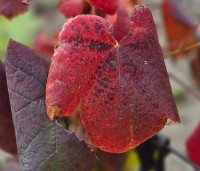 Vitis vinifera 'Boskoop Glorie' - Blauwe druif 'Boskoop Glorie' - herfst