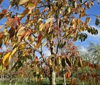 Prunus x yedoensis  - Yoshinokers - 7