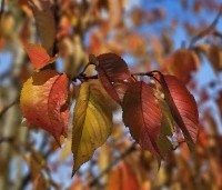 Prunus x yedoensis  - Yoshinokers - 5