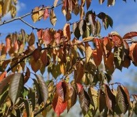 Prunus x yedoensis  - Yoshinokers - 6