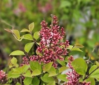 Syringa 'Josée'  - Sering 'Josée' - 2