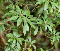 Pieris japonica 'Debutante' - Rotsheide 'Debutante' - 2