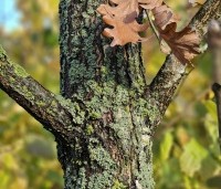 Quercus frainetto - Hongaarse eik - 2