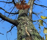 Quercus frainetto - Hongaarse eik - 3