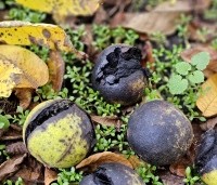Juglans nigra - Zwarte Notenboom - 8