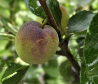 Prunus dom. 'Opal' - Prunus dom. 'Opal' - 2