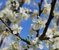 Prunus dom. 'Reine Claude Verte' - Prunus dom. 'Reine Claude Verte' - 3