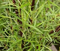 Salix elaeagnos 'Angustifolia' - Grijze wilg - 1