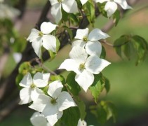 Cornus kousa 'China Girl'