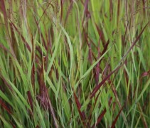 Panicum virgatum 'Shenandoah'