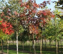 Roodbladige Pruikenboom is genieten van kleur, zeker in de herfst tijd