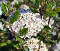 Viburnum x Burkwoodii