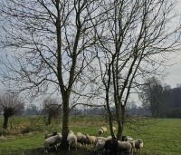 Fraxinus excelsior - Es - 1