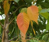 Prunus 'Fugenzo' - Japanse sierkers - herfstkleuren