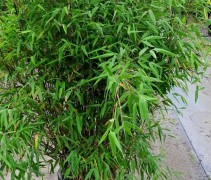 Fargesia nitida 'Great Wall'