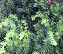 Taxus media 'Hillii'