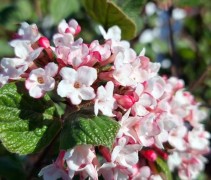 Viburnum Carlesii