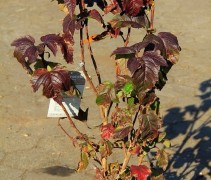 Viburnum sargenti 'Onogonda'