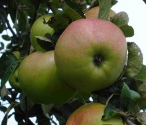 Ontarioappel