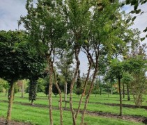 granaatappel boom