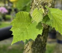 Corylus colurna - Turkse hazelaar - 4