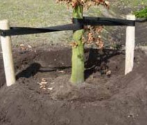 Geplaatste boompalen