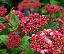 Viburnum tinus 'Liza Rose'