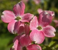 Cornus florida 'Rubra' - Amerikaanse Kornoelje - 1