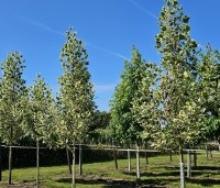 Liriodendron tulipifera 'Snowbird' - Tulpenboom 'Snowbird' - 5