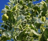 Liriodendron tulipifera 'Snowbird' - Tulpenboom 'Snowbird' - 4