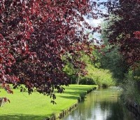 Prunus cerasifera 'Nigra' - Roodbladige kerspruim - 3