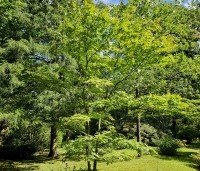 Acer palmatum - Japanse Esdoorn - 1
