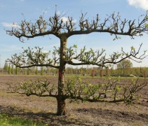 Malus domestica (volwassen appel leiboom laagstam)