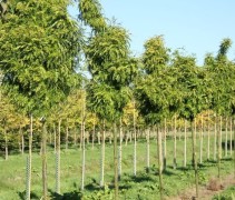 Valse Christusdoorn  ‘Elegantissima' jonge bomen van onze kwekerij