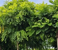 Robinia pseudoacacia 'Umbraculifera' - Bolacacia - 2