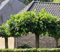 Morus alba 'Macrophylla' - Witte moerbei - 6