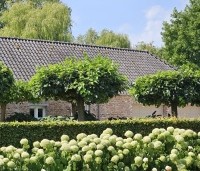 Morus alba 'Macrophylla' - Witte moerbei - 5