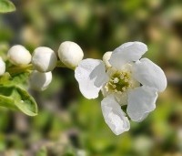Exochorda macrantha 'The Bride'  - Parelstruik 'The Bride' - 3