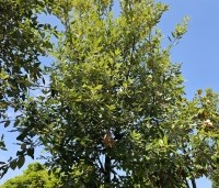 Quercus ilex - Steeneik - losse kroon. juni