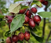 Malus Red Obelisk - Sierappel met donkerrode sierappels - 3