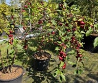 Malus Red Obelisk - Sierappel met donkerrode sierappels - 2
