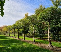 Carpinus betulus okt 2022